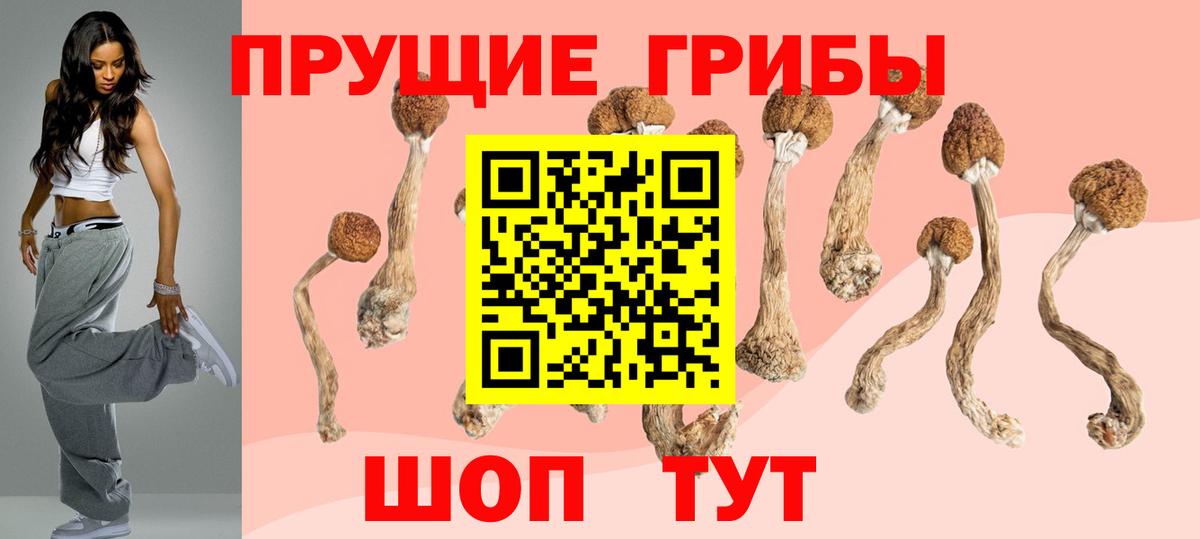Псилоцибиновые грибы Psilocybine cubensis Гатчина